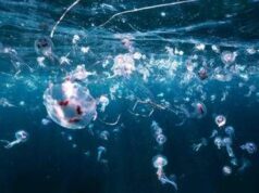 Bimbi in vacanza tra caldo record e punture di zecche e meduse, i consigli dell’esperta: “Ecco quando andare in ospedale”