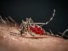 Cos’è la malaria, la ‘febbre palustre’ portata dalle zanzare che ora spaventa la Germania