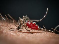 Cos’è la malaria, la ‘febbre palustre’ portata dalle zanzare che ora spaventa la Germania