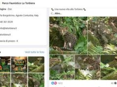 Cucciolo di ocelot al Parco Faunistico La Torbiera, il lieto evento vola sul web