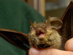 Donna si risveglia con un pipistrello in faccia: “Voleva infilarsi in bocca”