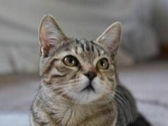 Gatto scompare per 10 anni, poi si presenta… al compleanno della padrona