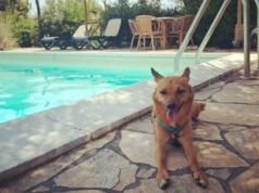 Giornata internazionale del cane, i consigli per viaggiare pet-friendly in Italia e all’estero