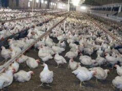 Meglio il pollo con pelle bianca o gialla? L’allevatore sfata un falso mito