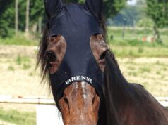 Morto Varenne, il più grande cavallo trottatore di tutti i tempi: aveva 31 anni