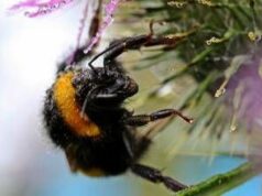 Morto dopo la puntura di un calabrone, cosa fare subito: cosa dice l’allergologa