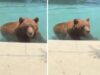 Orso si intrufola in un’abitazione privata per… un tuffo in piscina – Il video
