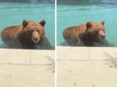 Orso si intrufola in un’abitazione privata per… un tuffo in piscina – Il video