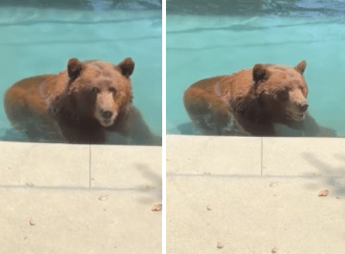 Orso si intrufola in un’abitazione privata per… un tuffo in piscina – Il video