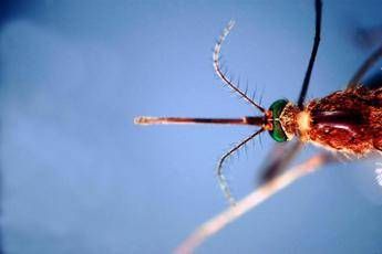 West Nile, infezioni in crescita: 312 casi confermati e 13 decessi da inizio anno