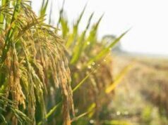 Agricoltura: Ismea, prorogato al 15 dicembre termine domande al Fondo Inail da 10 mln per trattori