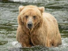 Backpack è l’orso più grasso dell’Alaska, eletto il vincitore del concorso ‘Fat Bear Week’