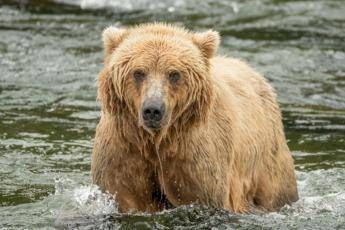 Backpack è l’orso più grasso dell’Alaska, eletto il vincitore del concorso ‘Fat Bear Week’