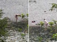 Bagno senza veli nel Brenta, due uomini entrano in acqua nonostante il divieto