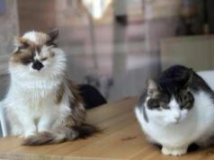 Da randagi a pattuglia anti-topi, famiglia di gatti diventa star in aeroporto cinese