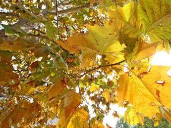 Equinozio d’Autunno con calo delle temperature minime, piogge venerdì poi weekend di sole