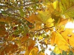 Equinozio di autunno 2026, quando arriva? L’estate ha le ore contate