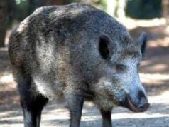 Il cinghiale attraversa la strada, scontro tra 3 auto e 4 feriti