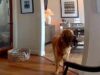 Il ladro entra in casa, il labrador fa festa e porta i giochi…