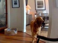 Il ladro entra in casa, il labrador fa festa e porta i giochi…