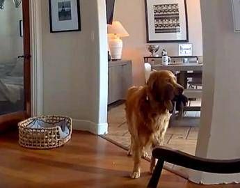 Il ladro entra in casa, il labrador fa festa e porta i giochi…