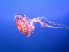 Medusa ortica, così provoca dolore e morte delle cellule: eparina protegge dal veleno
