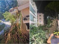 Roma, pino secolare cade su un palazzo in zona Salaria: residenti bloccati