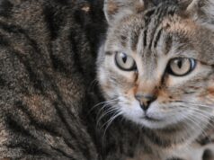 Scoperta nuova specie di felino selvatico, si trova in Bolivia: è il gatto Tilcayo