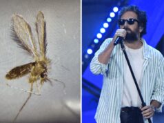 Toscana virus cos’è, Pregliasco: “Non sottovalutare, tra luglio e settembre picco pappataci”