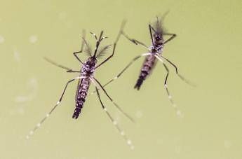 Zanzare e virus, cresce l’attenzione in Italia: 700 casi di West Nile e 312 di Dengue