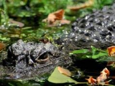 Aggredito e trascinato sott’acqua da un alligatore mentre pesca: morto 71enne