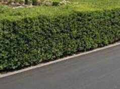 La siepe è verde e ben potata ma sporge, multa da 180 euro a ogni condomino della palazzina