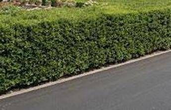 La siepe è verde e ben potata ma sporge, multa da 180 euro a ogni condomino della palazzina