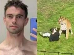 Morto dopo essere stato aggredito da una tigre in un parco, identificata la vittima: chi era William Chapman