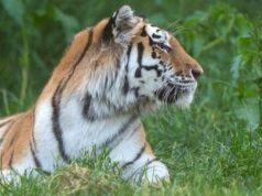 Scavalca il recinto e viene sbranato da una tigre allo zoo: tragedia nello Yorkshire
