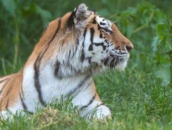 Scavalca il recinto e viene sbranato da una tigre allo zoo: tragedia nello Yorkshire
