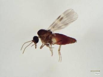 Virus Shamonda, chi lo trasmette? L’imputato è il Culicoides: identikit del ‘moscerino pungente’